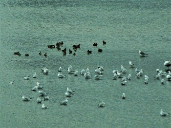 2021年11月6日(土) 酒匂川の野鳥観察記録