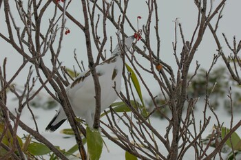 ライチョウ 富山県 2021年11月16日(火)