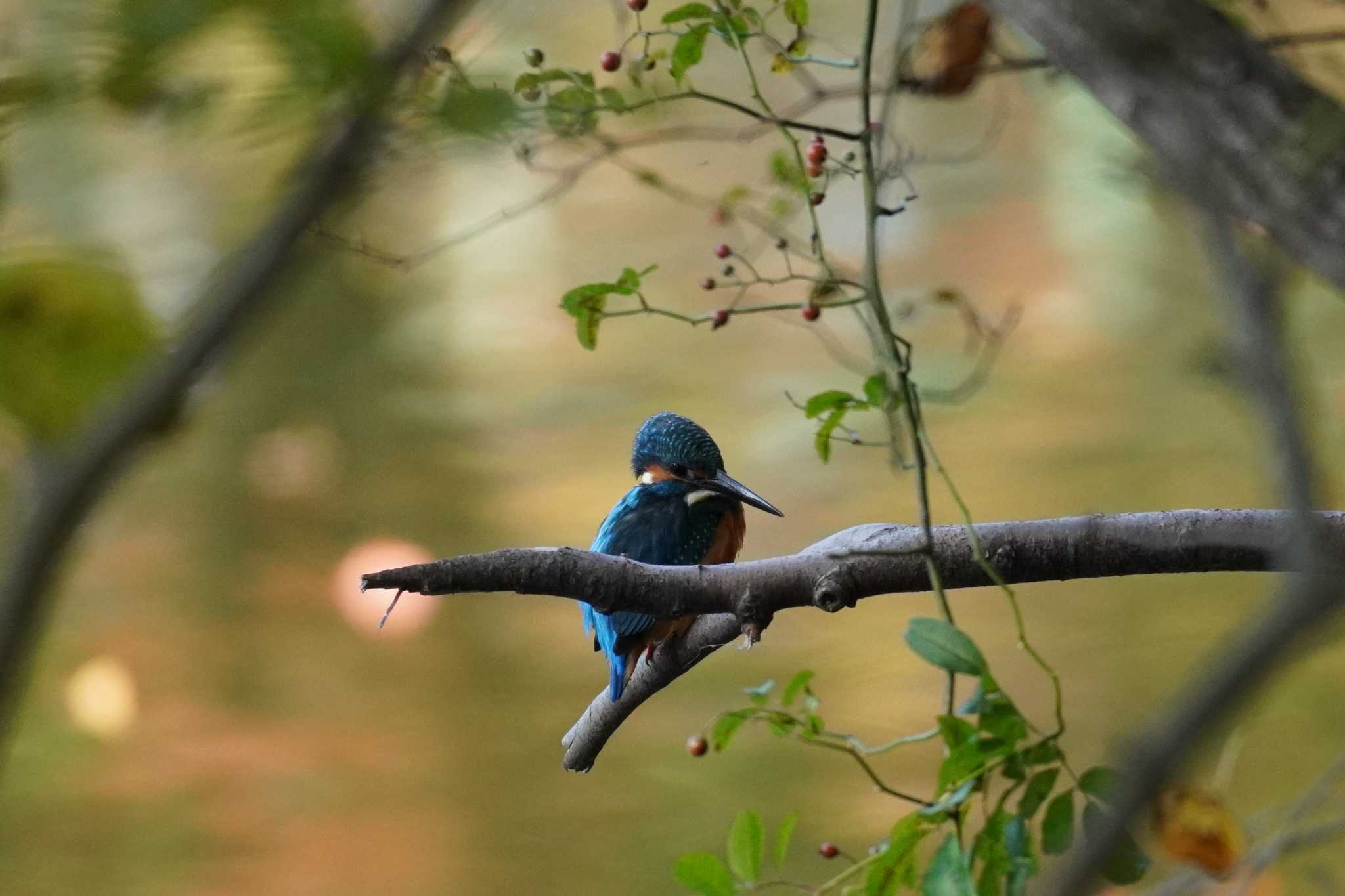 埼玉県 カワセミの写真 by どばと