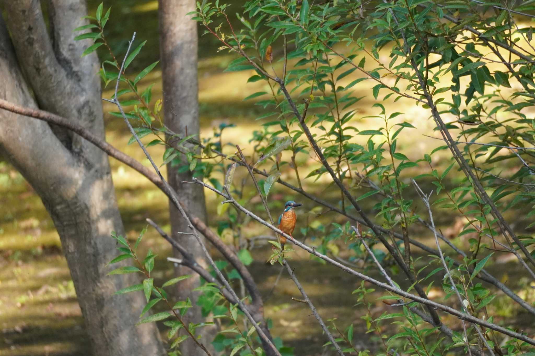 埼玉県 カワセミの写真 by どばと