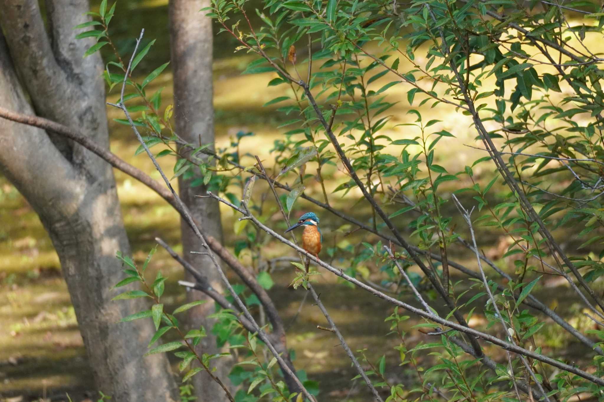 埼玉県 カワセミの写真 by どばと