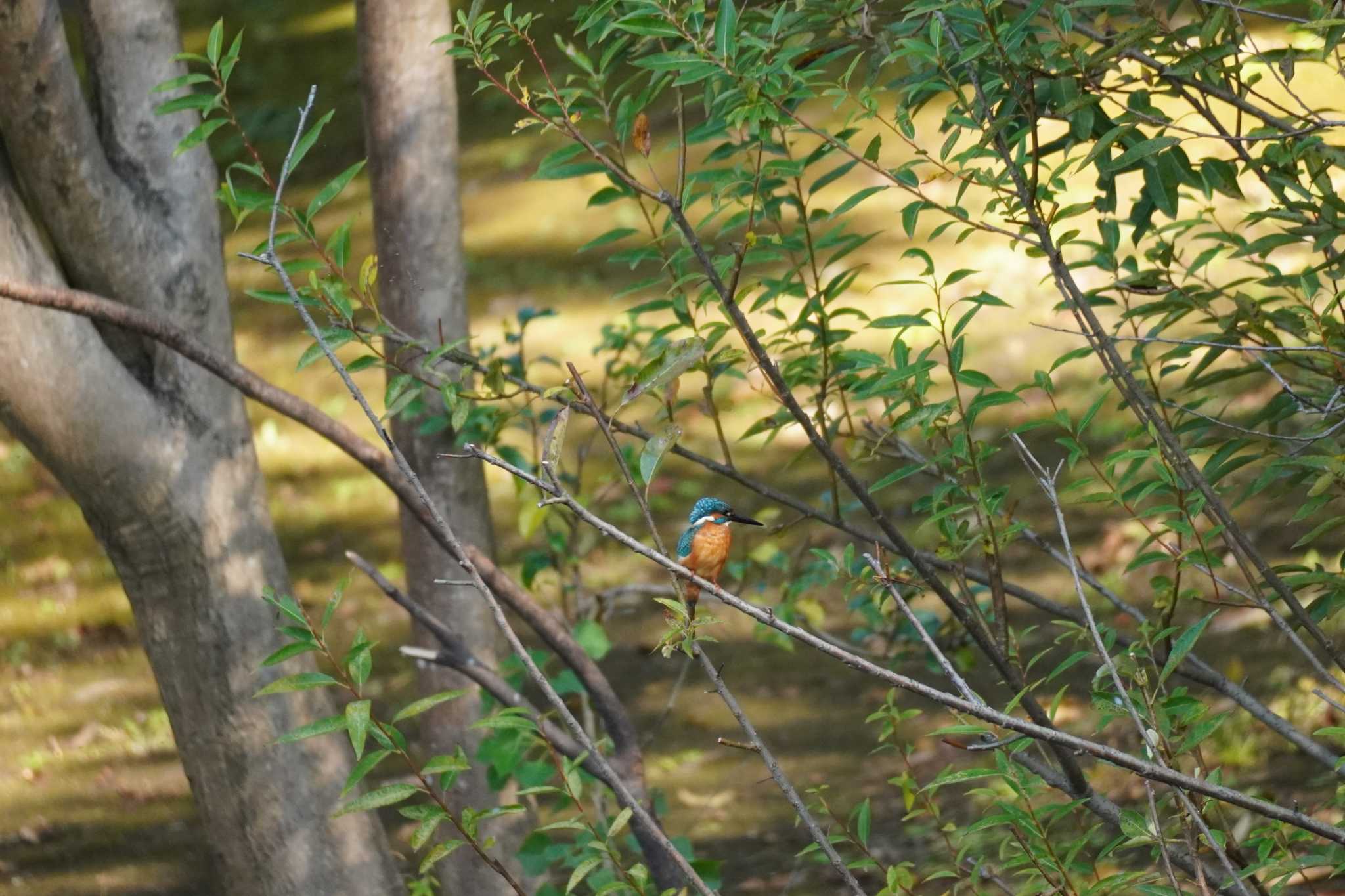 埼玉県 カワセミの写真 by どばと