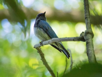 Blue-and-white Flycatcher 森戸川 Sat, 5/20/2017