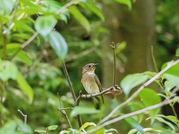 Blue-and-white Flycatcher 森戸川 Sat, 5/20/2017