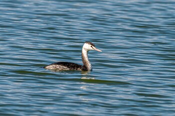 Great Crested Grebe 天満大池 Wed, 11/3/2021