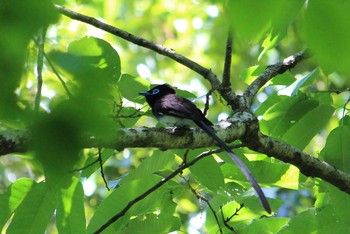 Black Paradise Flycatcher 百々ヶ峰 Thu, 5/18/2017