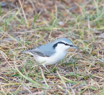 Eurasian Nuthatch(asiatica) Makomanai Park Tue, 11/30/2021