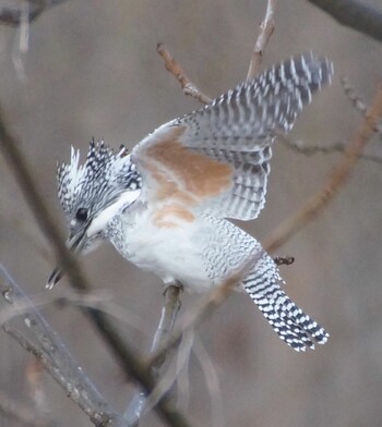 Crested Kingfisher 豊平川 Tue, 11/30/2021