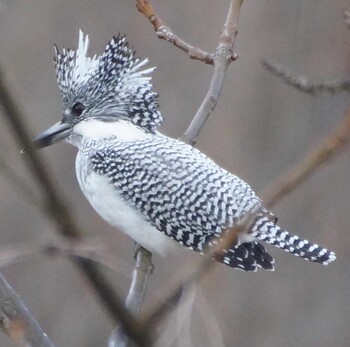 Crested Kingfisher 豊平川 Tue, 11/30/2021