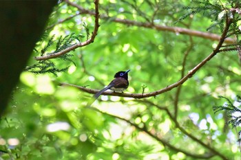 サンコウチョウ 葉山町 2017年5月21日(日)