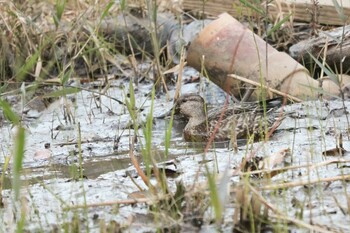 2021年11月27日(土) 舞岡公園の野鳥観察記録