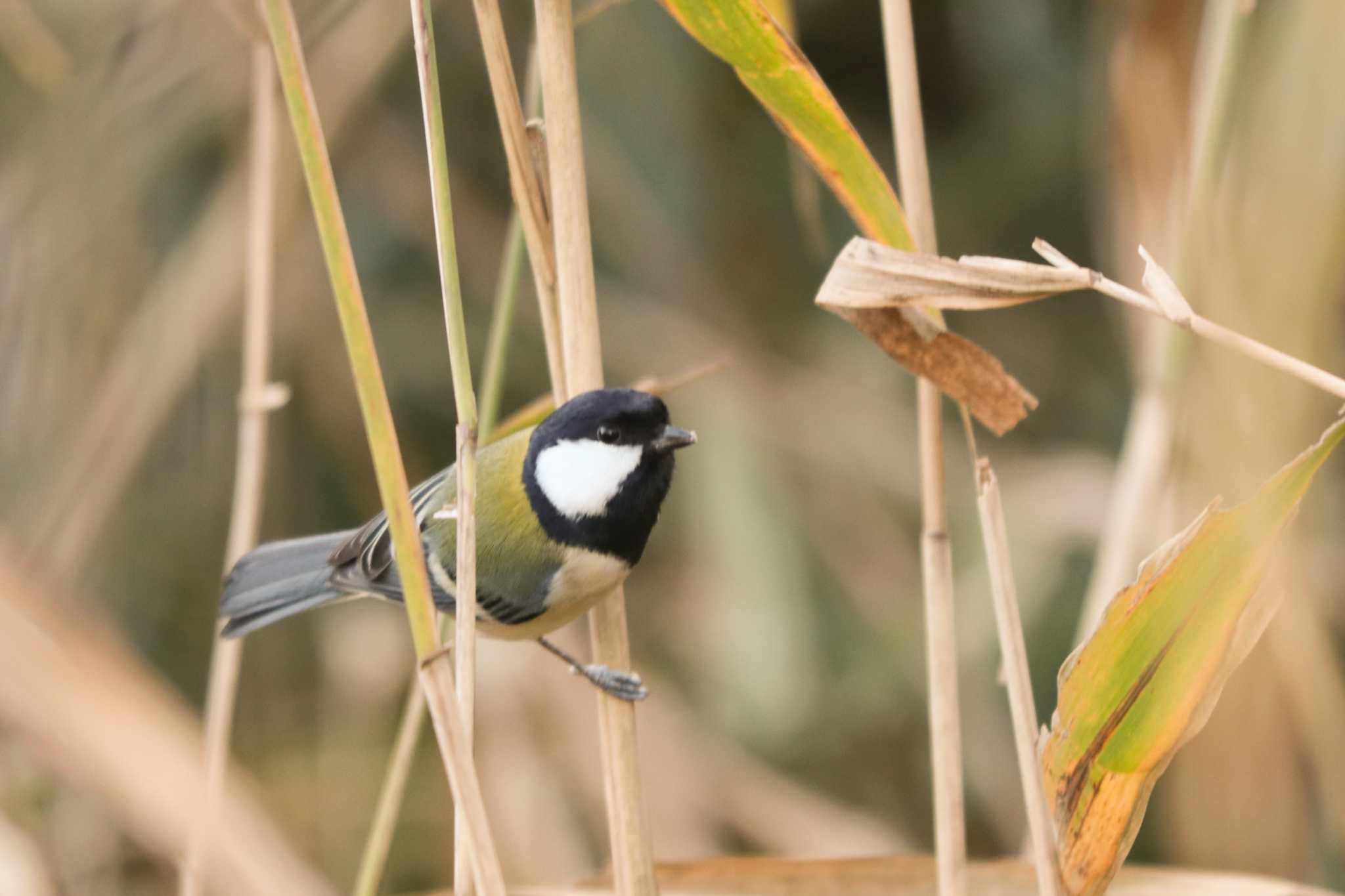 シジュウカラ