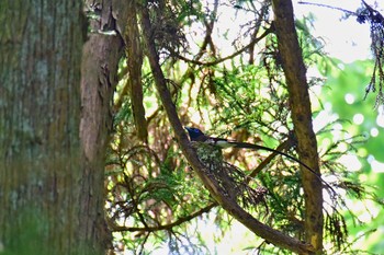 サンコウチョウ 葉山町 2017年5月21日(日)