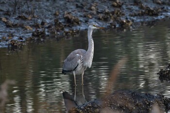 アオサギ 長浜公園 2021年11月30日(火)