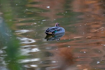 コガモ 長浜公園 2021年11月30日(火)