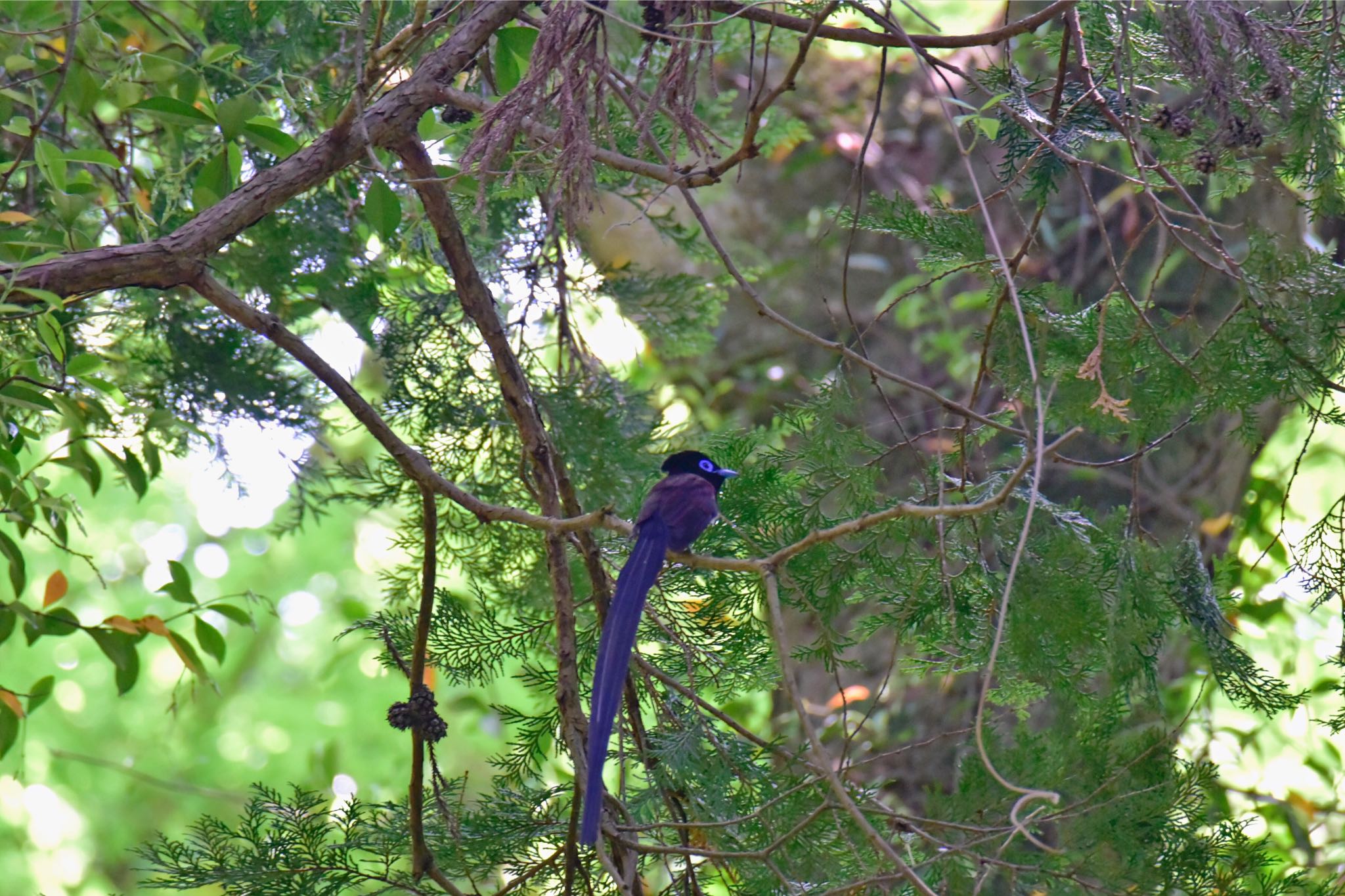 Photo of Black Paradise Flycatcher at  by サイゼリアン