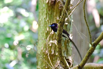 Black Paradise Flycatcher 葉山町 Sun, 5/21/2017