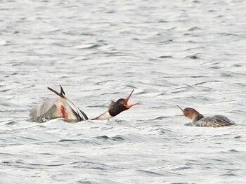 ウミアイサ 原別漁港 撮影日未設定