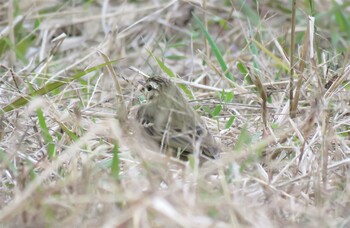 ビンズイ 兵庫県 2021年11月30日(火)