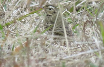 ビンズイ 兵庫県 2021年11月30日(火)