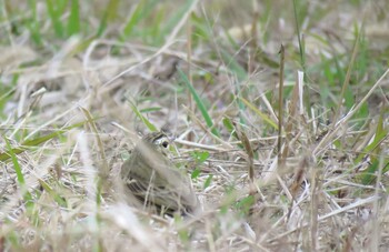 ビンズイ 兵庫県 2021年11月30日(火)