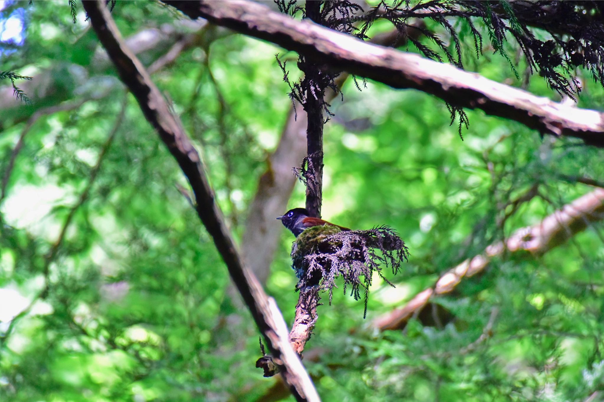 Photo of Black Paradise Flycatcher at 葉山町 by サイゼリアン