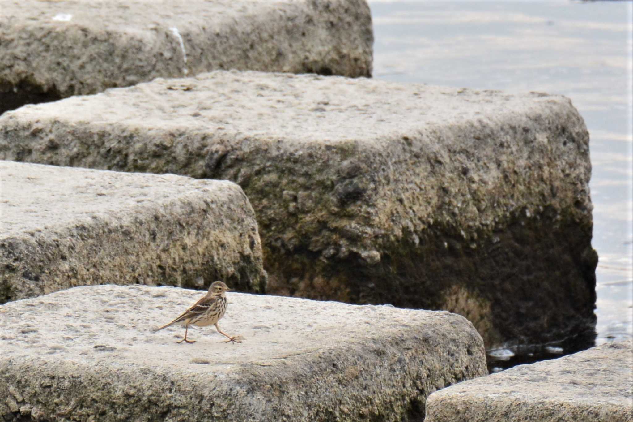 Photo of Water Pipit at 多摩川二ヶ領上河原堰 by geto