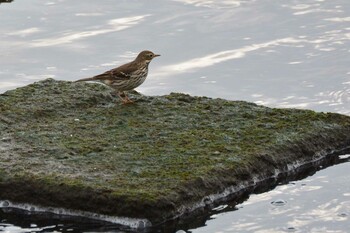 2021年11月21日(日) 多摩川二ヶ領上河原堰の野鳥観察記録