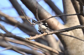 ハシブトガラ 場所が不明 2021年11月30日(火)