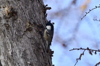 Coal Tit 月寒公園 Tue, 11/30/2021