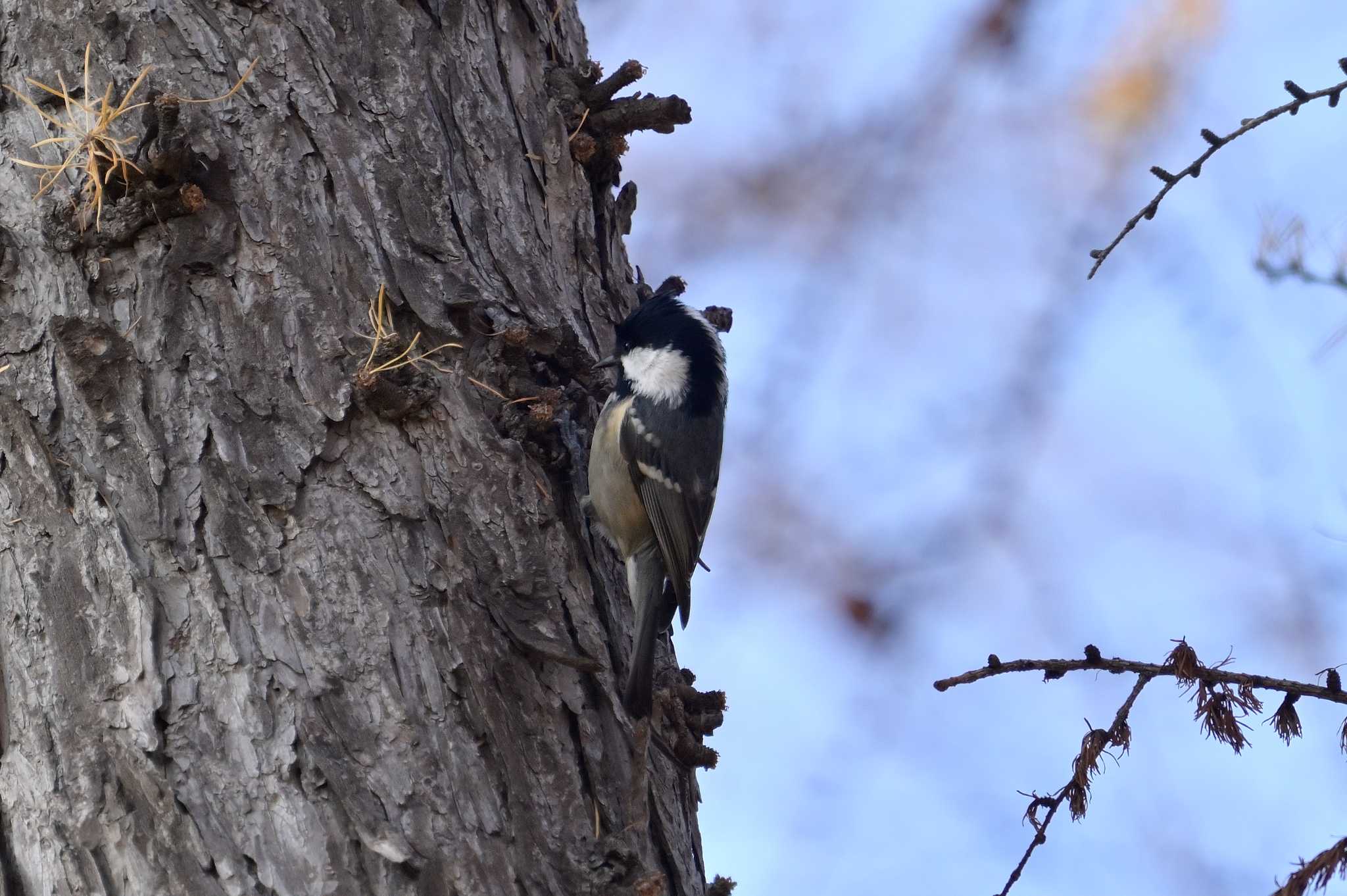 Photo of Coal Tit at 月寒公園 by North* Star*