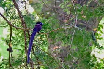 サンコウチョウ 葉山町 2017年5月21日(日)