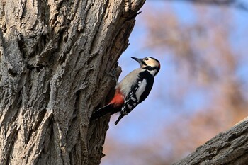 Great Spotted Woodpecker 月寒公園 Tue, 11/30/2021