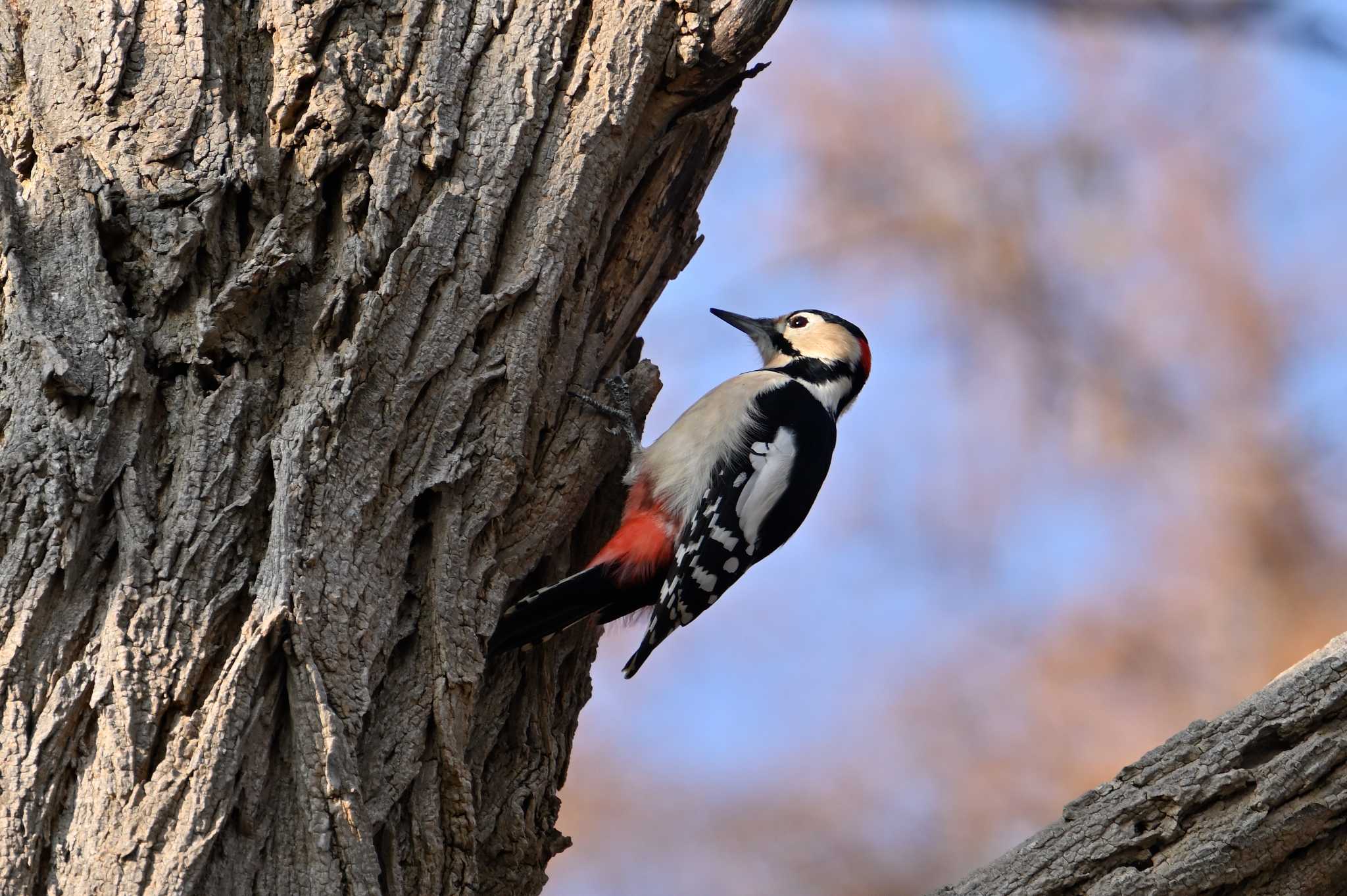 Photo of Great Spotted Woodpecker at 月寒公園 by North* Star*