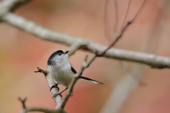 Long-tailed Tit 東京都立桜ヶ丘公園(聖蹟桜ヶ丘) Sat, 11/27/2021