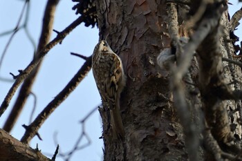 Eurasian Treecreeper 月寒公園 Tue, 11/30/2021