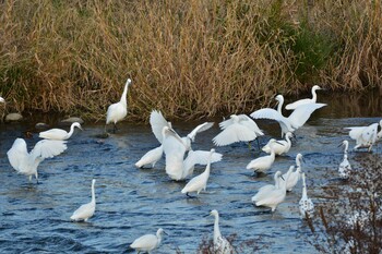 2021年11月26日(金) 多摩川二ヶ領上河原堰の野鳥観察記録