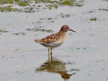 Sharp-tailed Sandpiper 大阪府大阪市 Sun, 5/21/2017