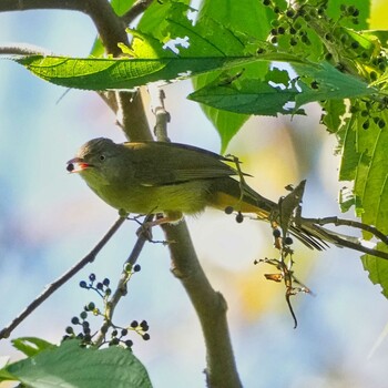 メジロヒヨドリ Khao Soi Dao Wildlife Sanctuary 2021年11月24日(水)