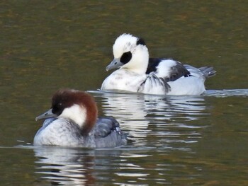 Smew 苧ヶ瀬池 Tue, 11/30/2021