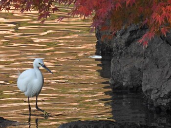 Little Egret 苧ヶ瀬池 Tue, 11/30/2021