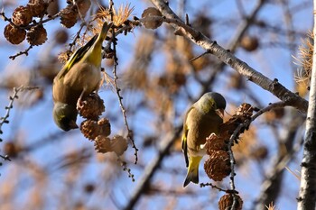 Grey-capped Greenfinch 月寒公園 Tue, 11/30/2021
