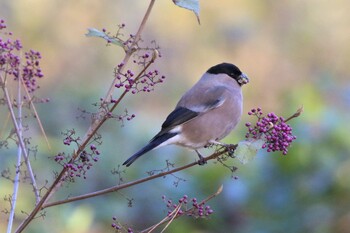 アカウソ 兵庫県神戸市 2021年11月23日(火)