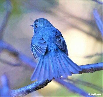 Red-flanked Bluetail 湖北水鳥センター Sun, 11/28/2021