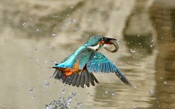 Common Kingfisher 城北公園 Tue, 11/30/2021