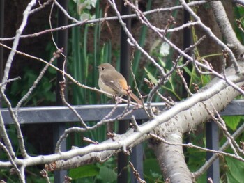 Daurian Redstart 鷹取川 Tue, 11/30/2021