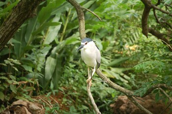 Black-crowned Night Heron 台北市立動物園 Sat, 4/28/2018