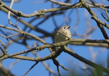 Goldcrest 松川浦 Tue, 11/30/2021