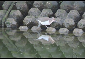 Common Sandpiper 松川浦 Tue, 11/30/2021