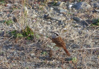 Meadow Bunting 松川浦 Tue, 11/30/2021